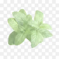 叶 植物 花-空若网 叶 植物 花-空若网