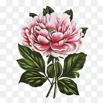 花 开花植物 植物-空若网 花 开花植物 植物-空若网