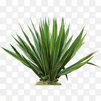 植物 丝兰 草-空若网 植物 丝兰 草-空若网