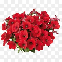 花卉 开花植物 红色-空若网 花卉 开花植物 红色-空若网