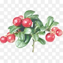 ����ֲ�� ��Ҷ�ؽ� Խ��-������