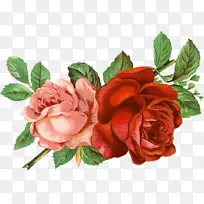 花卉 开花植物 花园玫瑰-空若网 花卉 开花植物 花园玫瑰-空若网