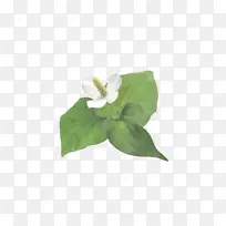 叶 绿色 花-空若网 叶 绿色 花-空若网