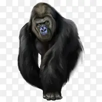 鼻子 西部低地大猩猩 皮毛-空若网 鼻子 西部低地大猩猩 皮毛-空若网