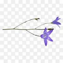 紫罗兰 紫色 花-空若网 紫罗兰 紫色 花-空若网