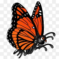 飞蛾和蝴蝶 蝴蝶 帝王蝴蝶-空若网 飞蛾和蝴蝶 蝴蝶 帝王蝴蝶-空若网