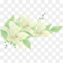 花 白色 绿色-空若网 花 白色 绿色-空若网