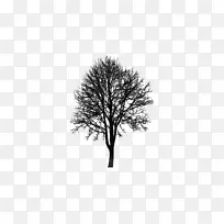 树木 树枝 木本植物-空若网 树木 树枝 木本植物-空若网