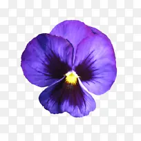 开花植物 紫罗兰 花-空若网 开花植物 紫罗兰 花-空若网