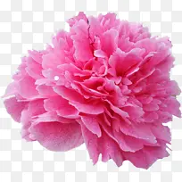 粉色 花朵 花瓣-空若网 粉色 花朵 花瓣-空若网