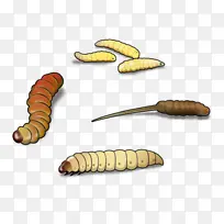 蜡虫 毛虫 幼虫-空若网 蜡虫 毛虫 幼虫-空若网