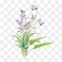 ���� ����ֲ�� ֲ��-������