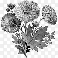 花 开花植物 植物-空若网 花 开花植物 植物-空若网