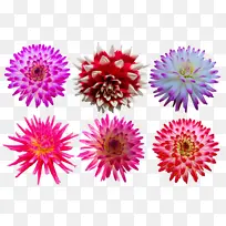 �� ���� �ۺ�ɫ-������