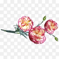 花 康乃馨 植物-空若网 花 康乃馨 植物-空若网