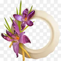 花 紫色 紫罗兰-空若网 花 紫色 紫罗兰-空若网