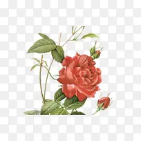 花 开花植物 植物-空若网 花 开花植物 植物-空若网