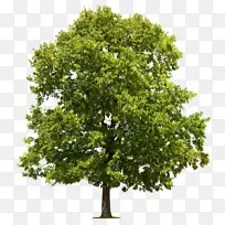 树 植物 木本植物-空若网 树 植物 木本植物-空若网