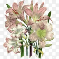 采购产品花 开花植物 植物-空若网 采购产品花 开花植物 植物-空若网