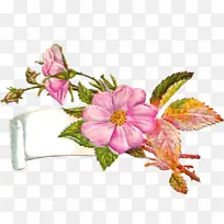 花 粉色 植物-空若网 花 粉色 植物-空若网