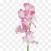 ˮ�ʻ� ���� ʪī-������