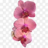 开花植物 花瓣 花朵-空若网 开花植物 花瓣 花朵-空若网