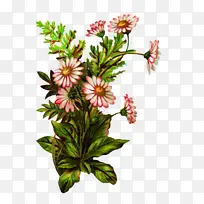 花卉 开花植物 植物-空若网 花卉 开花植物 植物-空若网