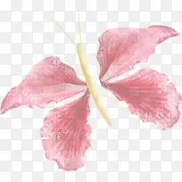 粉色 花瓣 夏威夷木槿-空若网 粉色 花瓣 夏威夷木槿-空若网