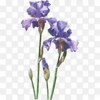 花 开花植物 植物-空若网 花 开花植物 植物-空若网