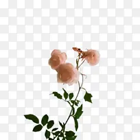 花 玫瑰 植物-空若网 花 玫瑰 植物-空若网