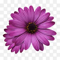 开花植物 花 花瓣-空若网 开花植物 花 花瓣-空若网