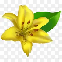 百合 花瓣 黄色-空若网 百合 花瓣 黄色-空若网