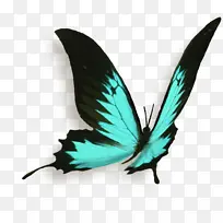 蝴蝶 翅膀 绿色-空若网 蝴蝶 翅膀 绿色-空若网