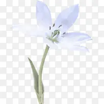 花 开花植物 花瓣-空若网 花 开花植物 花瓣-空若网