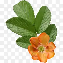 �� ����ֲ�� ֲ��-������