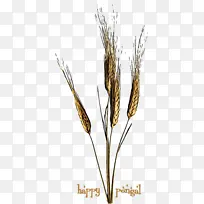 植物 披碱草 开花植物-空若网 植物 披碱草 开花植物-空若网