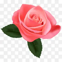 花卉 花园玫瑰 开花植物-空若网 花卉 花园玫瑰 开花植物-空若网