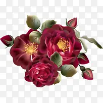 花卉 开花植物 粉色-空若网 花卉 开花植物 粉色-空若网