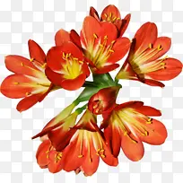 �ɹ���Ʒ�� ����ֲ�� ԭ���ٺ�-������