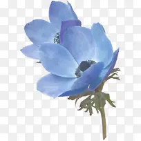 开花植物 花 花瓣-空若网 开花植物 花 花瓣-空若网