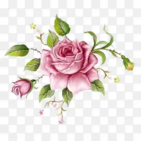 花卉 开花植物 花园玫瑰-空若网 花卉 开花植物 花园玫瑰-空若网