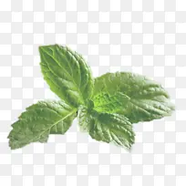 Ҷ �� ֲ��-������