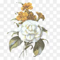 花 开花植物 白色-空若网 花 开花植物 白色-空若网