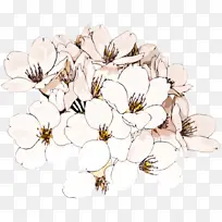 °×É« »¨ Ö²Îï-¿ÕÈôÍø °×É« »¨ Ö²Îï-¿ÕÈôÍø