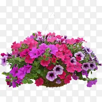 花 植物 矮牵牛花-空若网 花 植物 矮牵牛花-空若网