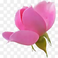 花瓣 开花植物 粉红色-空若网 花瓣 开花植物 粉红色-空若网
