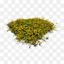 ��ɫ ֲ�� ��-������