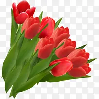 花卉 开花植物 郁金香-空若网 花卉 开花植物 郁金香-空若网