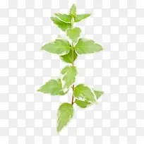 叶 花 植物-空若网 叶 花 植物-空若网