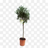 花盆 花 植物-空若网 花盆 花 植物-空若网